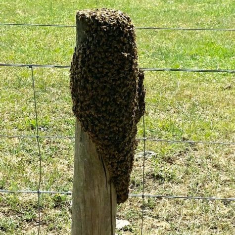 Bee Swarm moved to a hive Summer 2019
