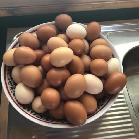 Happy Chickens produce lots of eggs